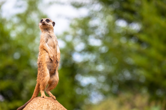 Obligations de vigilance et de déclaration à Tracfin : lignes directrices 2025, nouveautés pour les IOBSP