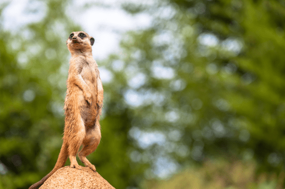 Obligations de vigilance et de déclaration à Tracfin : lignes directrices 2025, nouveautés pour les IOBSP